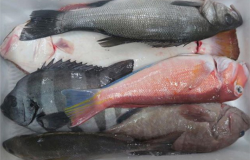 高級魚セット